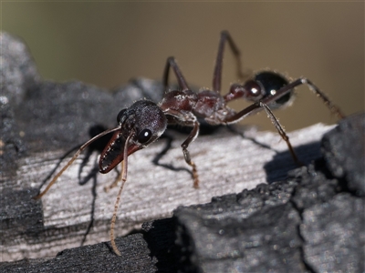 Myrmecia simillima (A Bull Ant) at Tennent, ACT - 20 Oct 2024 by patrickcox