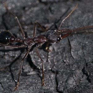 Myrmecia simillima at Tennent, ACT - 20 Oct 2024 10:00 AM