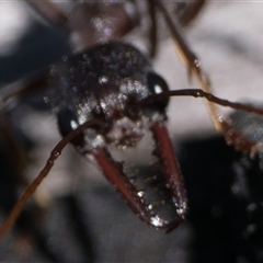 Myrmecia simillima at Tennent, ACT - 20 Oct 2024 10:00 AM