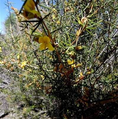 Unidentified Other Shrub at Kalbarri National Park, WA - 11 Sep 2024 by Paul4K