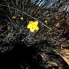 Unidentified Other Wildflower or Herb at Kalbarri National Park, WA - 11 Sep 2024 by Paul4K