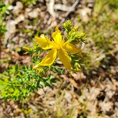 Hypericum perforatum (St John's Wort) at Fadden, ACT - 19 Oct 2024 by Mike