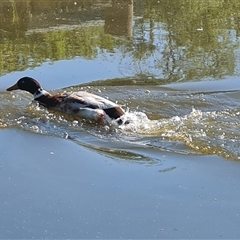 Anas platyrhynchos (Mallard (Domestic Type)) at Fadden, ACT - 20 Oct 2024 by Mike