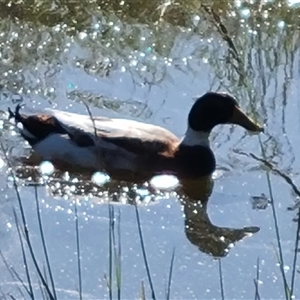 Anas platyrhynchos at Fadden, ACT - 20 Oct 2024