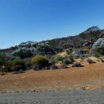 Unidentified Other Shrub at Kalbarri National Park, WA - 11 Sep 2024 by Paul4K