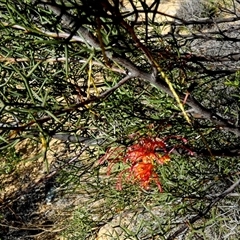 Unverified Other Shrub at Kalbarri National Park, WA - 11 Sep 2024 by Paul4K