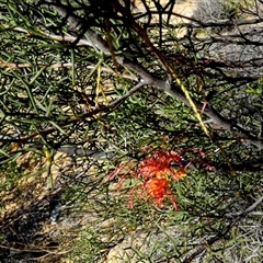 Unidentified Other Shrub at Kalbarri National Park, WA - 11 Sep 2024 by Paul4K