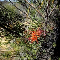 Grevillea dielsiana at Kalbarri National Park, WA - 11 Sep 2024 04:35 PM