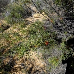 Grevillea dielsiana at Kalbarri National Park, WA - 11 Sep 2024 04:35 PM