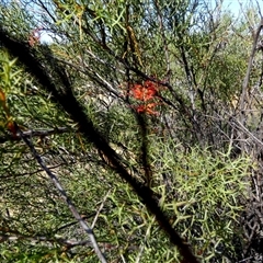Grevillea dielsiana at Kalbarri National Park, WA - 11 Sep 2024 04:35 PM