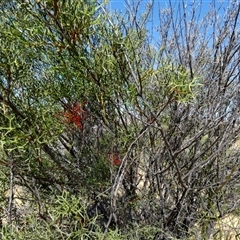 Grevillea dielsiana at Kalbarri National Park, WA - 11 Sep 2024 04:35 PM