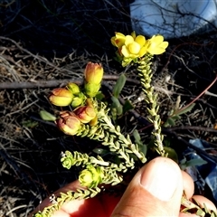 Unidentified Other Shrub at Kalbarri National Park, WA - 11 Sep 2024 by Paul4K