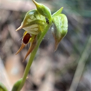 Oligochaetochilus aciculiformis at Acton, ACT - 20 Oct 2024