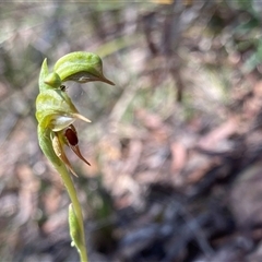 Oligochaetochilus aciculiformis at Acton, ACT - 20 Oct 2024