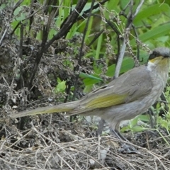 Gavicalis virescens at Kalbarri, WA - 11 Sep 2024