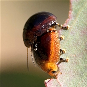 Paropsisterna cloelia at Ngunnawal, ACT - 20 Oct 2024