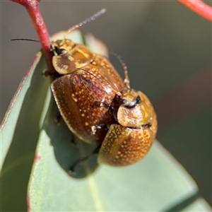 Paropsisterna cloelia at Ngunnawal, ACT - 20 Oct 2024