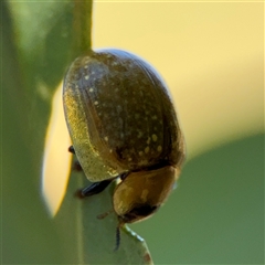 Paropsisterna cloelia at Ngunnawal, ACT - 20 Oct 2024 12:41 PM