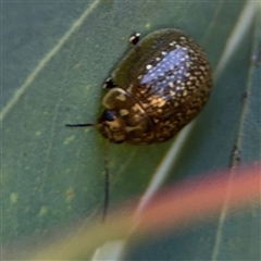 Paropsisterna cloelia at Ngunnawal, ACT - 20 Oct 2024