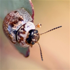 Paropsisterna m-fuscum (Eucalyptus Leaf Beetle) at Ngunnawal, ACT - 20 Oct 2024 by Hejor1