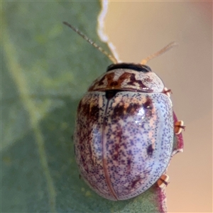 Paropsisterna m-fuscum at Ngunnawal, ACT - 20 Oct 2024 11:48 AM