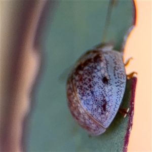 Paropsisterna m-fuscum at Ngunnawal, ACT - 20 Oct 2024 11:48 AM