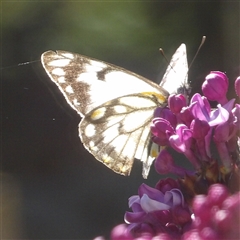 Belenois java (Caper White) at Braidwood, NSW - 19 Oct 2024 by MatthewFrawley