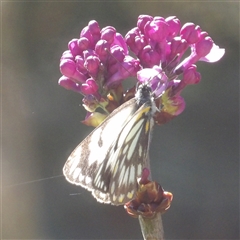 Belenois java at Braidwood, NSW - 20 Oct 2024