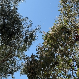 Eucalyptus polyanthemos at Ngunnawal, ACT - 19 Oct 2024 12:20 PM