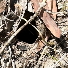 Lycosidae (family) (Unidentified wolf spider) at Ngunnawal, ACT - 20 Oct 2024 by Hejor1