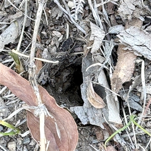 Lycosidae (family) at Ngunnawal, ACT - 20 Oct 2024 11:24 AM