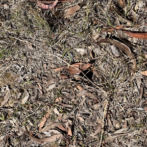 Lycosidae (family) at Ngunnawal, ACT - 20 Oct 2024