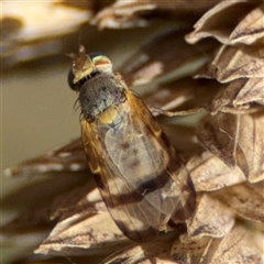 Sphenella ruficeps (Senecio Flower Galler Fruit Fly) at Ngunnawal, ACT - 20 Oct 2024 by Hejor1