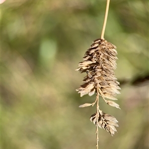 Sphenella ruficeps at Ngunnawal, ACT - 20 Oct 2024