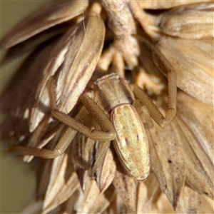 Runcinia acuminata at Ngunnawal, ACT - 20 Oct 2024