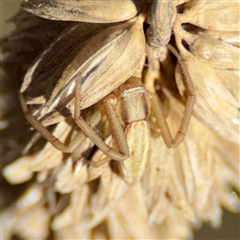 Runcinia acuminata at Ngunnawal, ACT - 20 Oct 2024