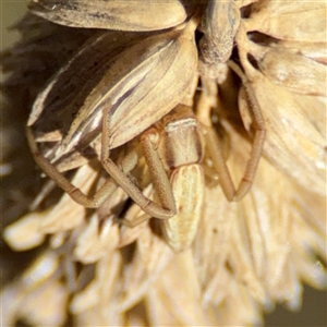 Runcinia acuminata at Ngunnawal, ACT - 20 Oct 2024