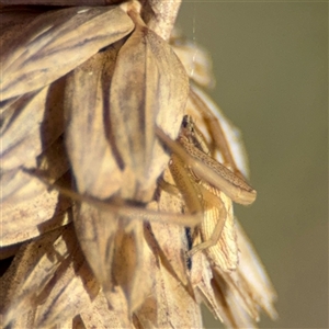 Runcinia acuminata at Ngunnawal, ACT - 20 Oct 2024