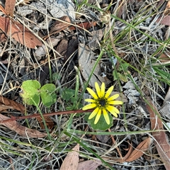 Arctotheca calendula (Capeweed, Cape Dandelion) at Ngunnawal, ACT - 20 Oct 2024 by Hejor1