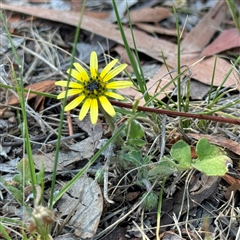 Arctotheca calendula at Ngunnawal, ACT - 20 Oct 2024