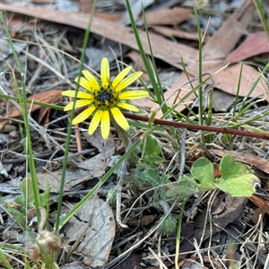 Arctotheca calendula at Ngunnawal, ACT - 20 Oct 2024