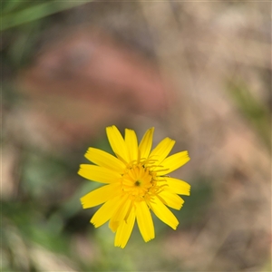 Hypochaeris radicata at Ngunnawal, ACT - 20 Oct 2024