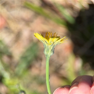 Hypochaeris radicata at Ngunnawal, ACT - 20 Oct 2024 11:34 AM