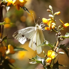 Pieris rapae (Cabbage White) at Monga, NSW - 20 Oct 2024 by MatthewFrawley