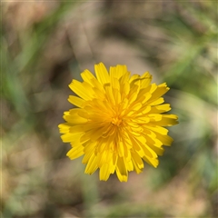 Hypochaeris radicata (Cat's Ear, Flatweed) at Ngunnawal, ACT - 20 Oct 2024 by Hejor1