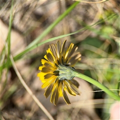 Hypochaeris radicata at Ngunnawal, ACT - 20 Oct 2024