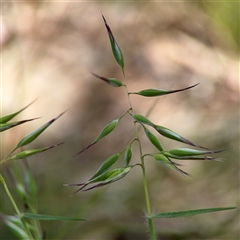 Rytidosperma (genus) (Wallaby Grass) at Ngunnawal, ACT - 20 Oct 2024 by Hejor1