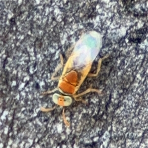 Chalcidoidea (superfamily) at Ngunnawal, ACT - 20 Oct 2024 11:36 AM