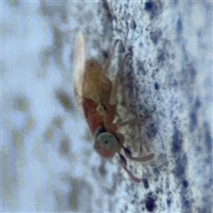 Chalcidoidea (superfamily) at Ngunnawal, ACT - 20 Oct 2024