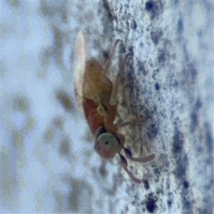 Chalcidoidea (superfamily) at Ngunnawal, ACT - 20 Oct 2024